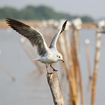 Seagull landing on a pole