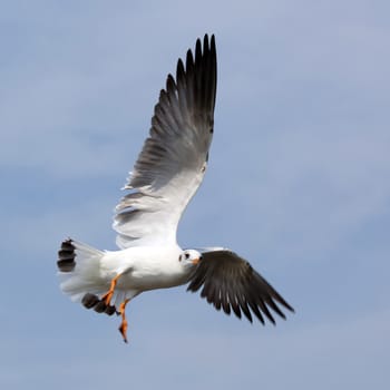 Flying seagull on beautiful sky background