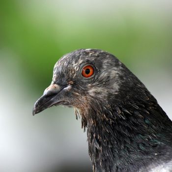 Closeup of the freedom pigeon