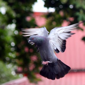 Flying pigeon in the natural