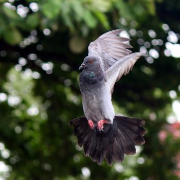 Flying pigeon in the natural