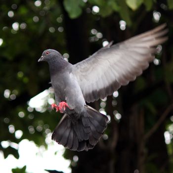 Flying pigeon isolated on white background