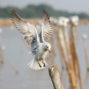 Seagull landing on the pole