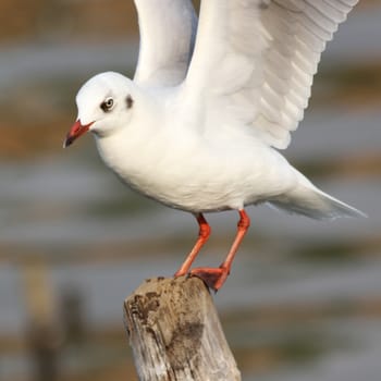 Seagull standing on a pole