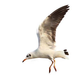 Flying seagull  isolated on white background