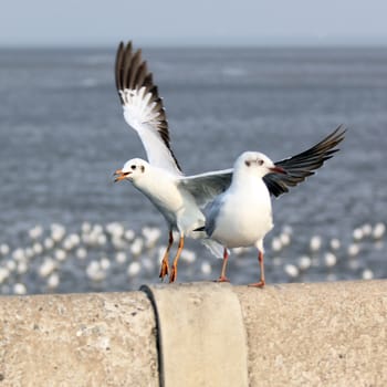 Seasonal migratory seagull along the Gulf of Thailand