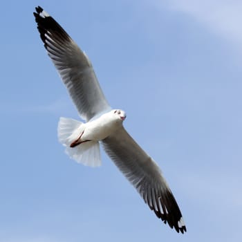 Seagull flying against the beautiful sky