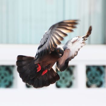 Flying pigeon in the temple