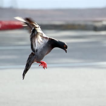 Pigeon landing on the ground