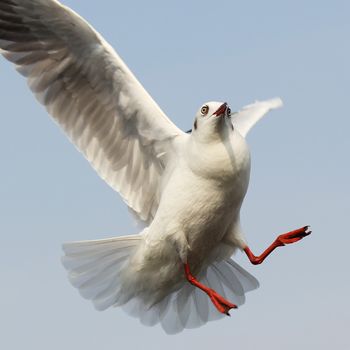 Closeup of the flying seagull