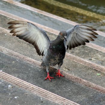 Pigeon landing on the ground