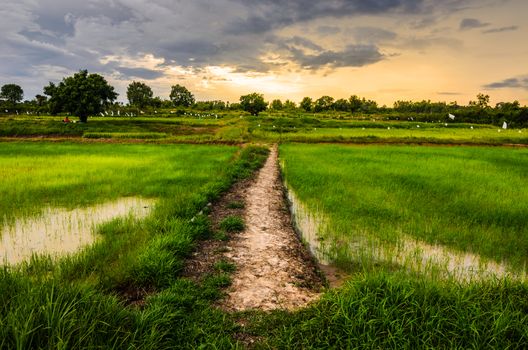 Rice field in Thailand in the agriculture industry  concept