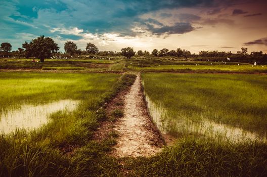 Rice field in Thailand in the agriculture industry  concept