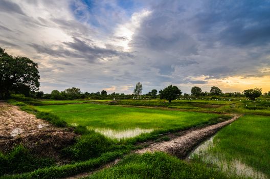 Rice field in Thailand in the agriculture industry  concept