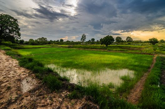 Rice field in Thailand in the agriculture industry  concept