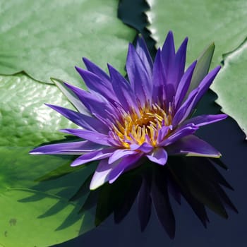 The beautiful Blooming lotus flower