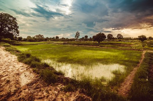 Rice field in Thailand in the agriculture industry  concept