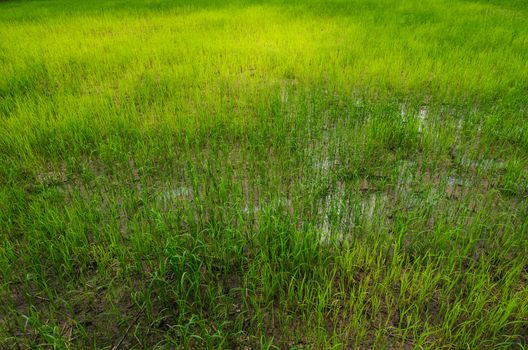 Rice field in Thailand in the agriculture industry  concept