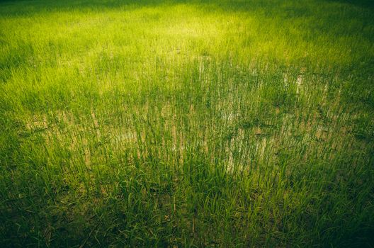 Rice field in Thailand in the agriculture industry  concept