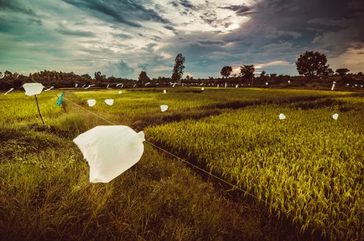 Rice field in Thailand in the agriculture industry  concept