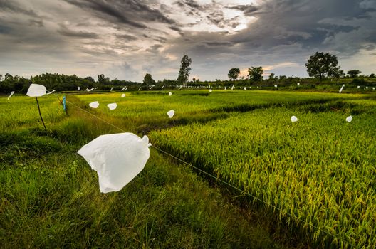 Rice field in Thailand in the agriculture industry  concept