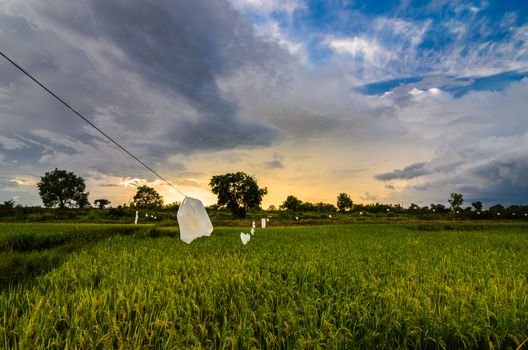 Rice field in Thailand in the agriculture industry  concept