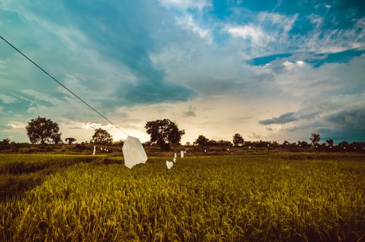 Rice field in Thailand in the agriculture industry  concept