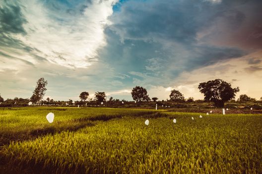 Rice field in Thailand in the agriculture industry  concept