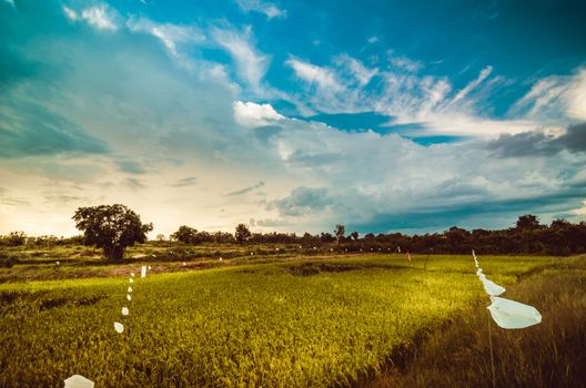 Rice field in Thailand in the agriculture industry  concept