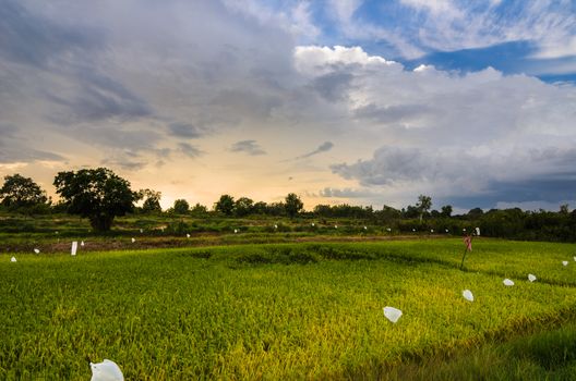 Rice field in Thailand in the agriculture industry  concept