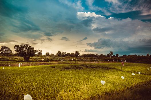 Rice field in Thailand in the agriculture industry  concept