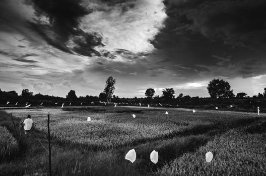 Rice field in Thailand in the agriculture industry  concept