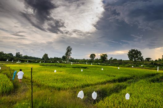 Rice field in Thailand in the agriculture industry  concept