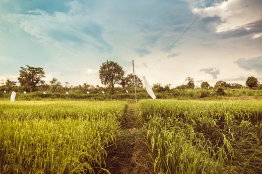 Rice field in Thailand in the agriculture industry  concept