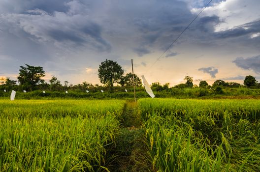 Rice field in Thailand in the agriculture industry  concept