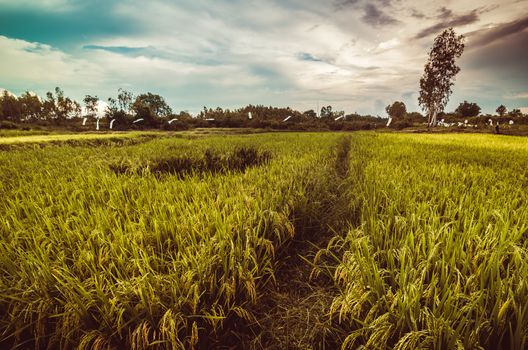 Rice field in Thailand in the agriculture industry  concept