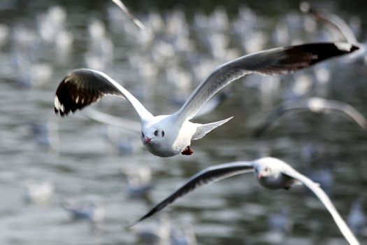 Seagull flying over the sea