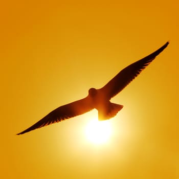 The silhouette of flying seagull