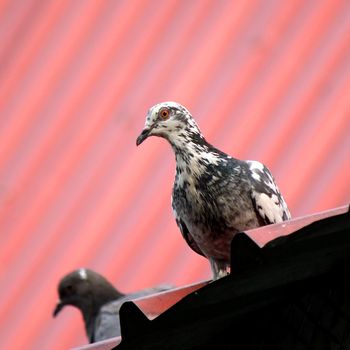Freedom pigeon on the roof