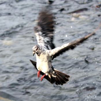 Flying pigeon in the natural