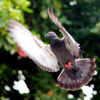 Flying pigeon in the natural