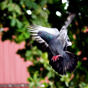 Flying pigeon in the natural