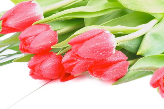 Heap of Spring Magenta Tulips with Green Grass and Water Drops isolated on White background