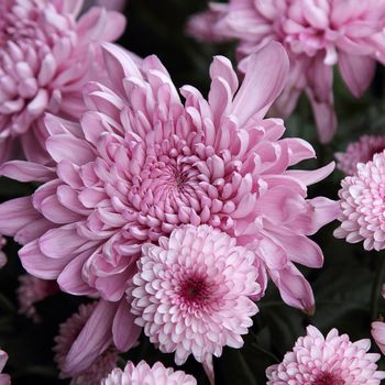 Background of the beautiful white chrysanthemum flower