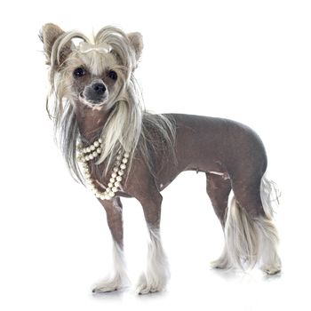 Chinese Crested Dog in front of white background