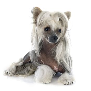 Chinese Crested Dog in front of white background