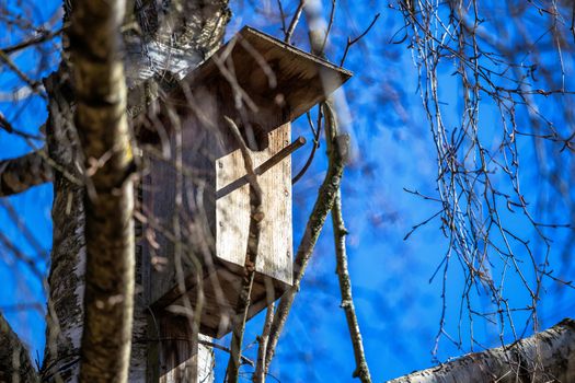 Wooden starling house on a birch tree