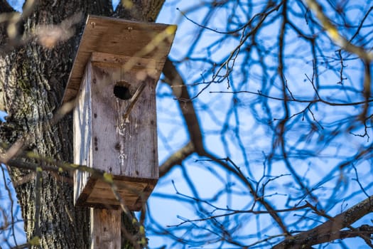Wooden starling house on the tree