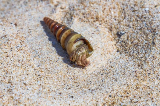 Sea clam shell on the beach sand