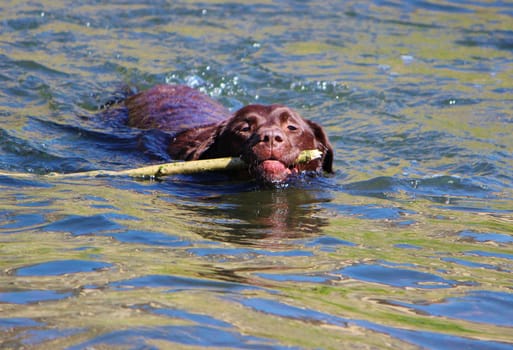 An image of a brown Labrador playing in the water.